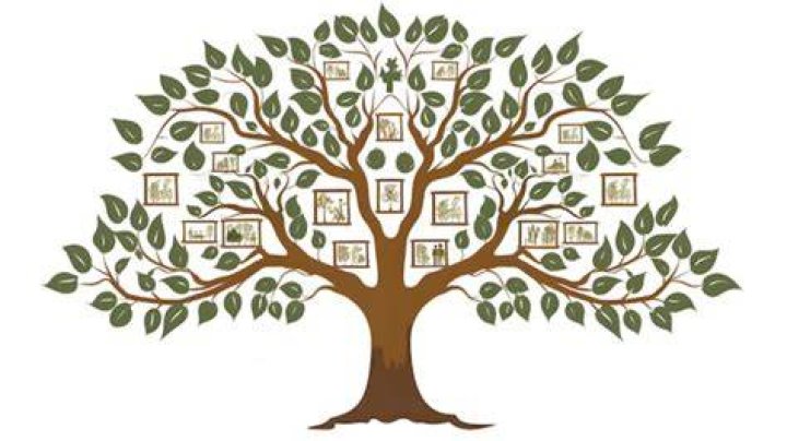 A Look At The Family Tree