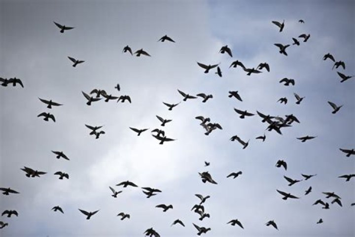 Birds Free Stock Photo Public Domain Pictures