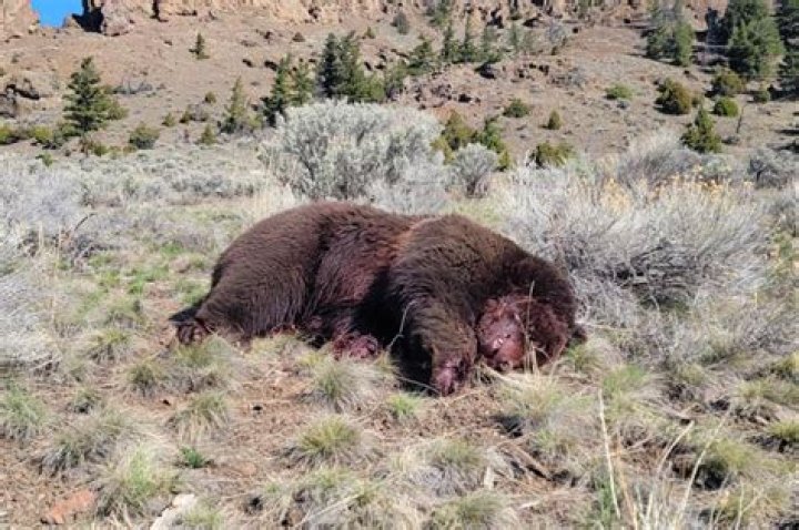 Death of a Grizzly Bear A Yellowstone Life