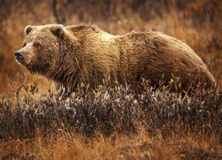 FWP News Grizzly bear killed by Whitefish men in self defense