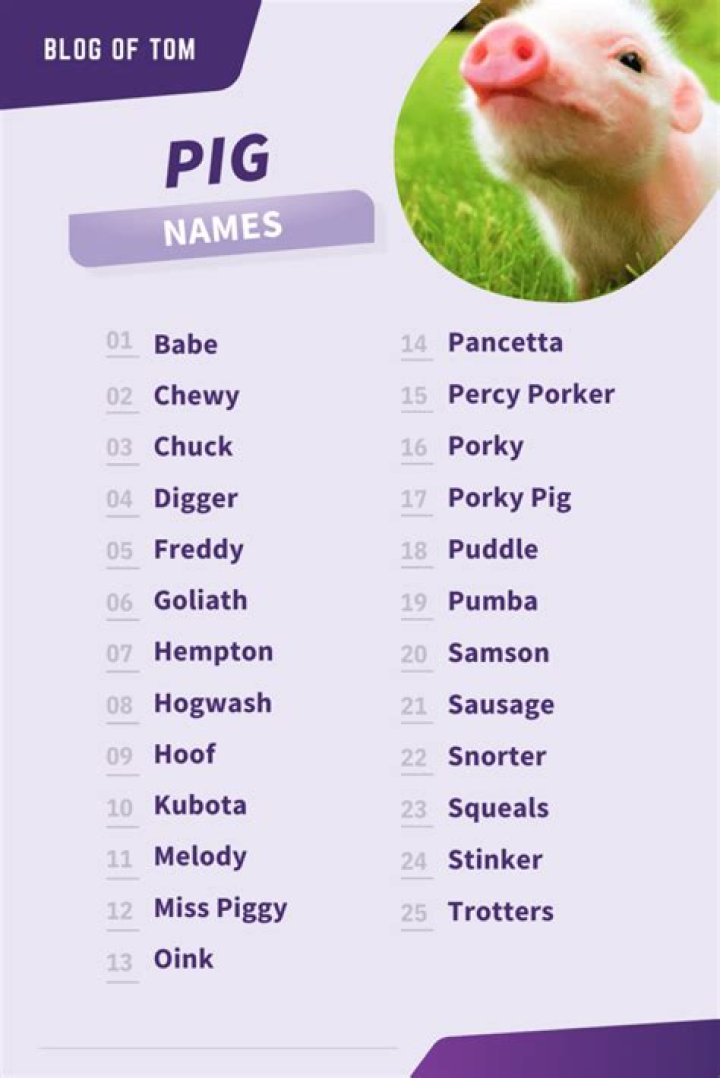 Pig Names (861 Best, Funny & Cute Ideas) Blog Of Tom